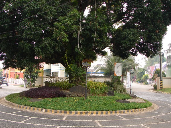 Old Mango Tree