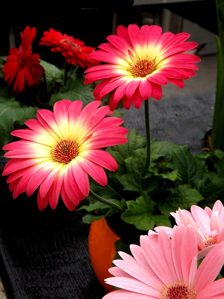 Tones Of Pink