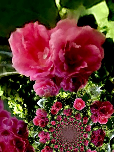 Pink Pivoines (One)