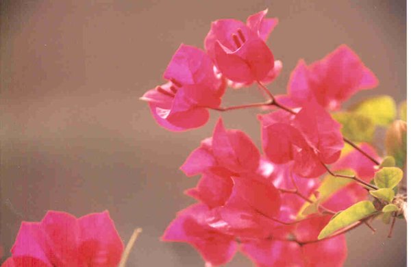 Fushya Gohana