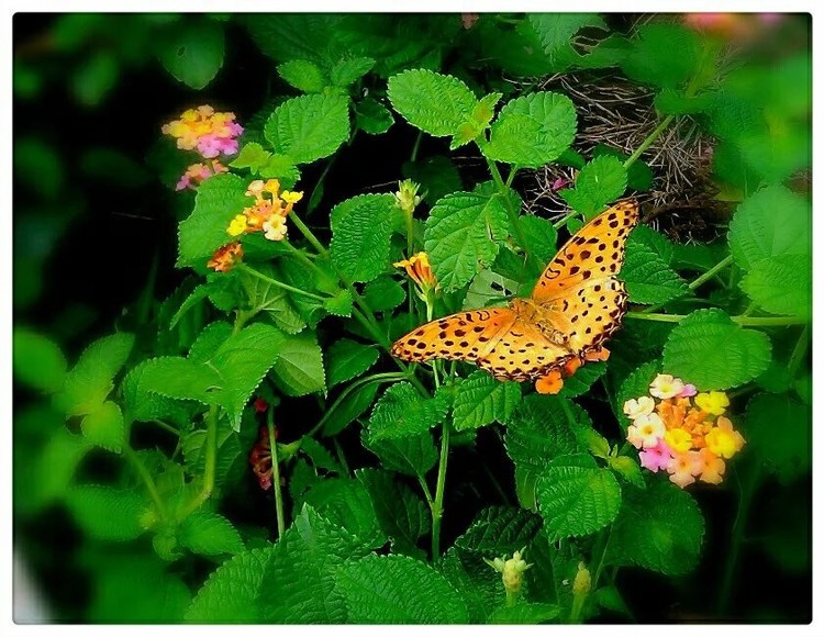 Yellow Flowers and Butterfly