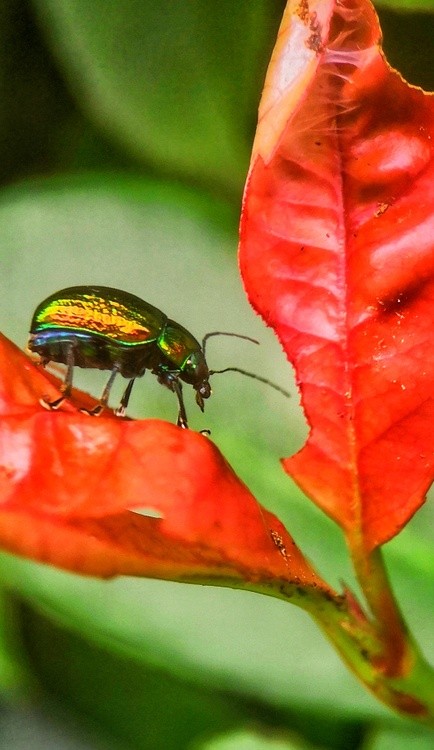 scarab in red leaves