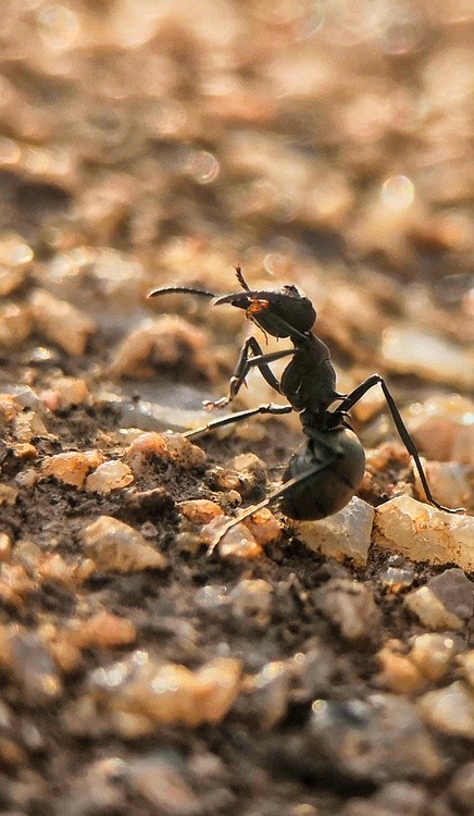 a standing ant