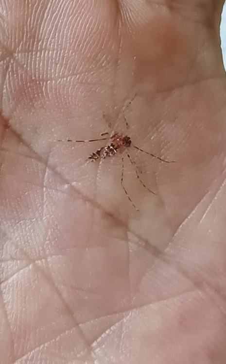 the image of a mosquito printed on my palm