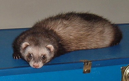 My Ferret