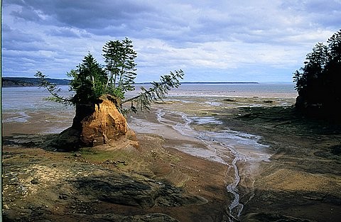 Minas Basin Flower Pot