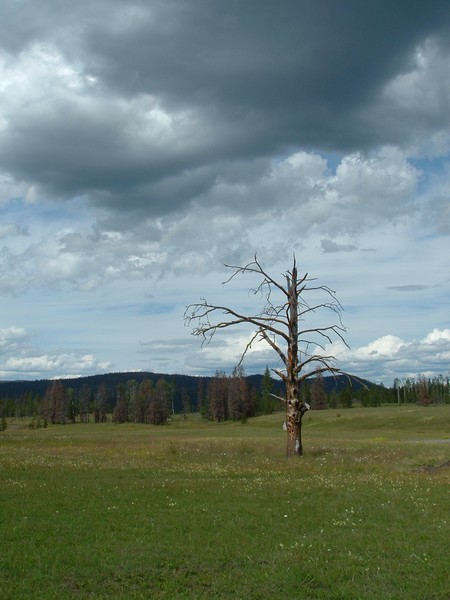 Old Tree