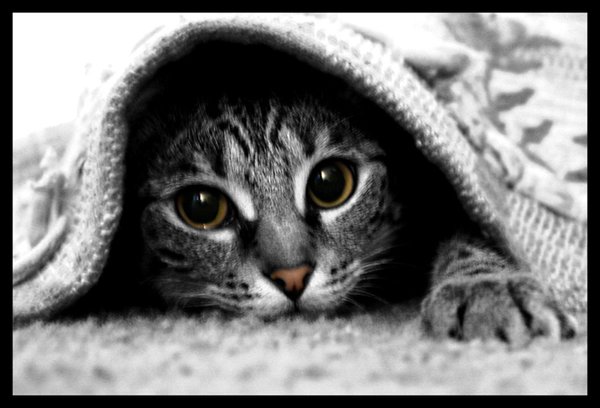 Ninja Cat
