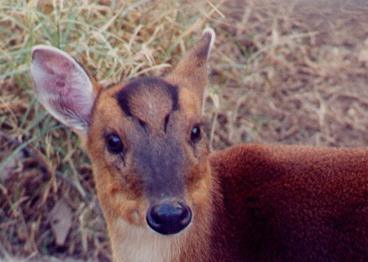 Chinese Muntjac