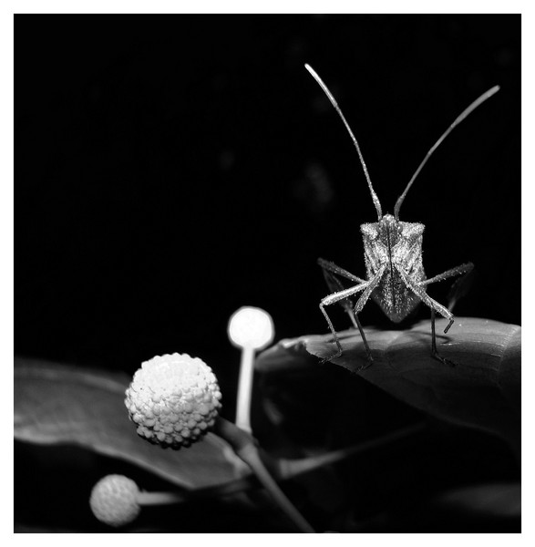 b and w leaf leg