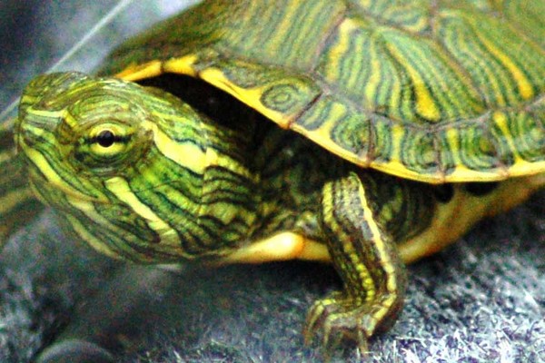 Turtle Online