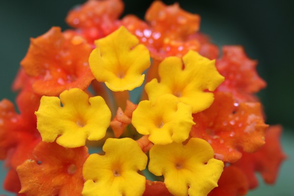 Orange and Yellow beauty