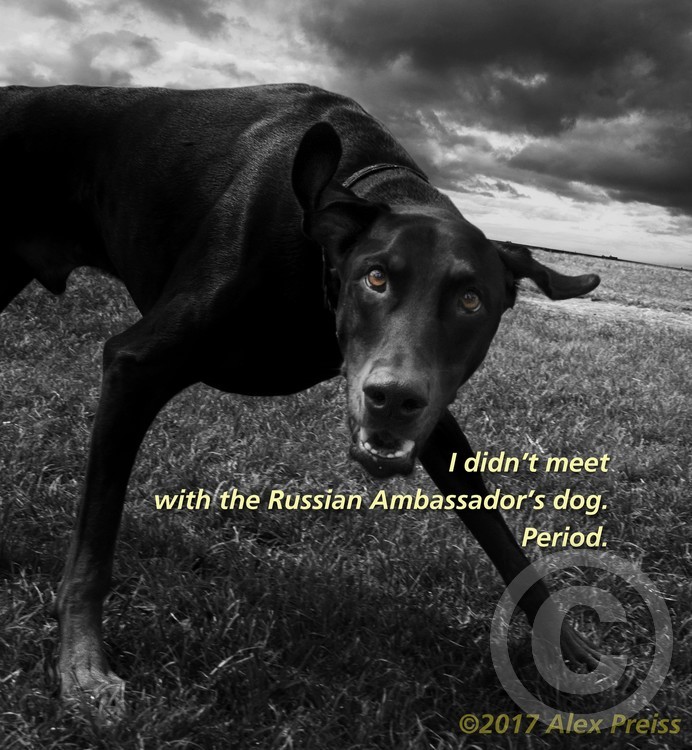 Good Dog.