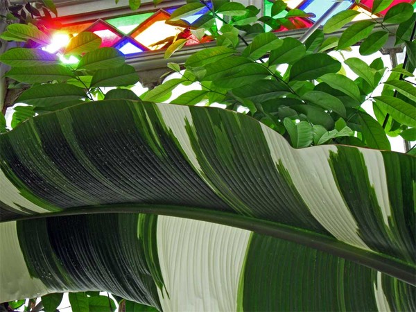 Large Leaf and Light