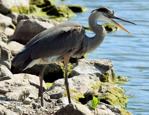 Great Blue Heron