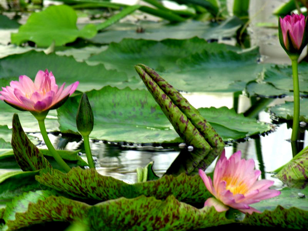 Water Lilies