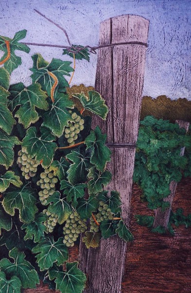 sav blanc grapes