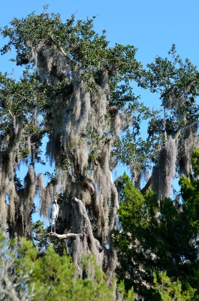 Wood Stork on a Spanish Moss Tree