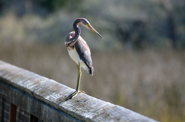 Tri-colored Egret in the wild