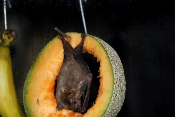 Fruit Bat