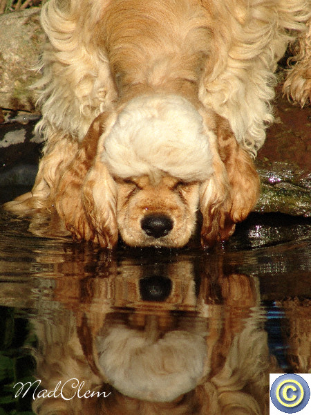 Pond Life