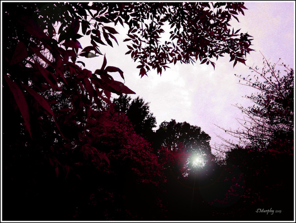Raspberry Moon