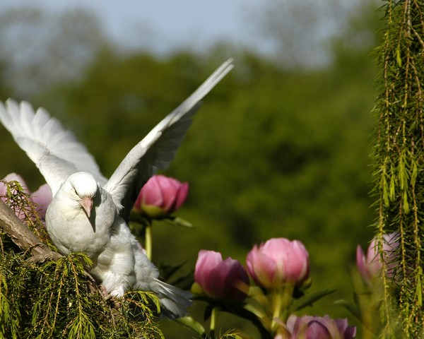 Bird on a Limb #1