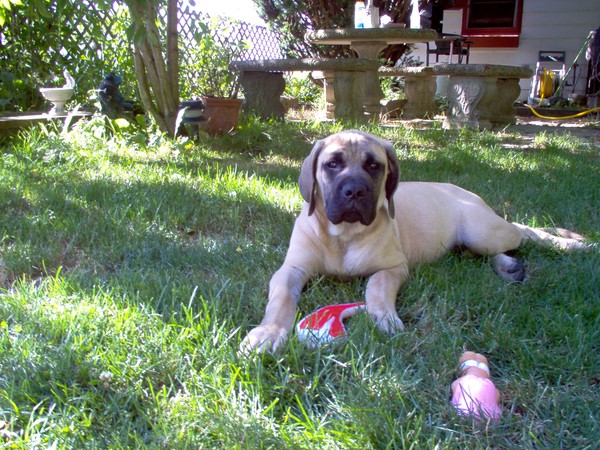 Axle and Porkchop