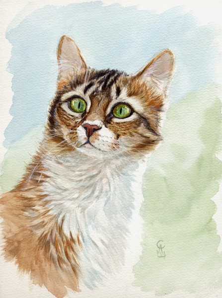 Calico cat portrait