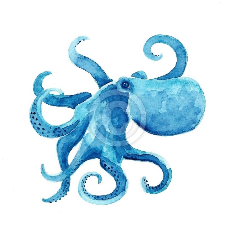 Octopus