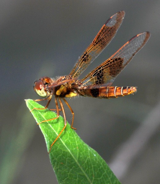 Amberwing