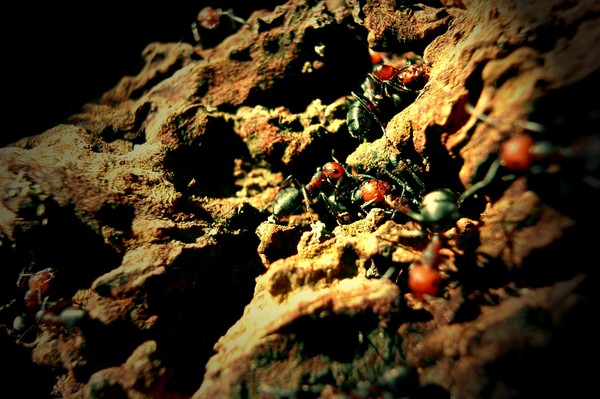 Ants