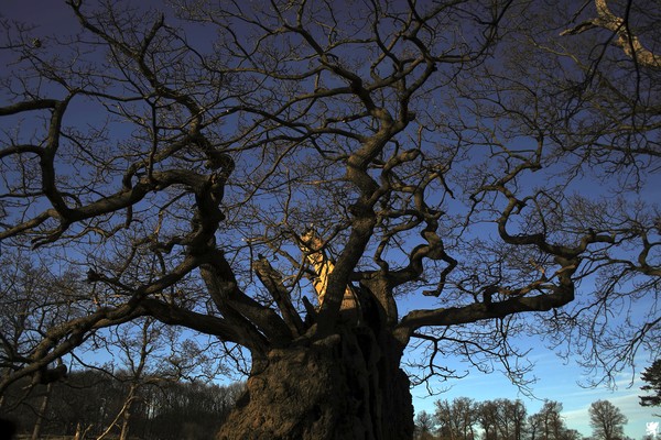GOLDEN OAK