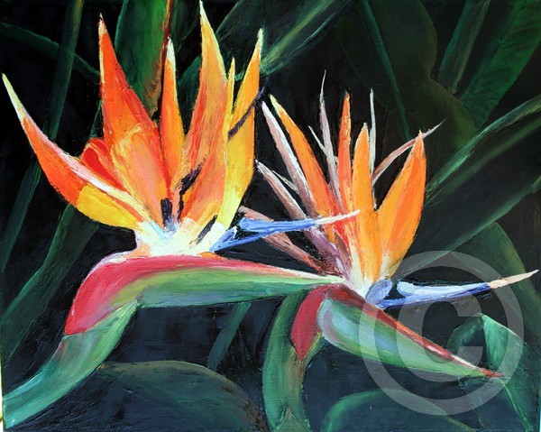 Birds of Paradise 