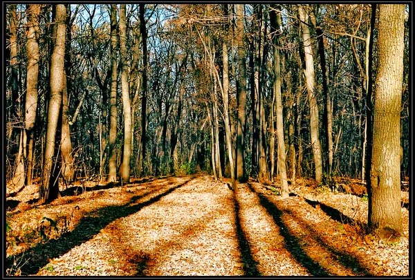 Long shadows... short days