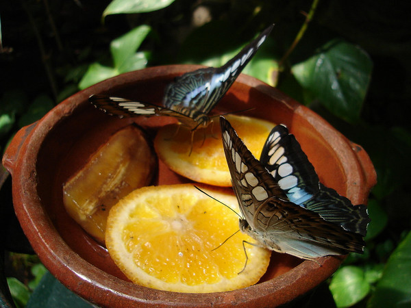 OrangeButter