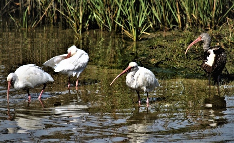 Ibis bath while immature (the brown and white one) looks on