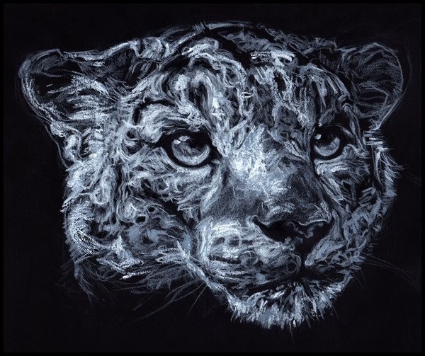 leopard