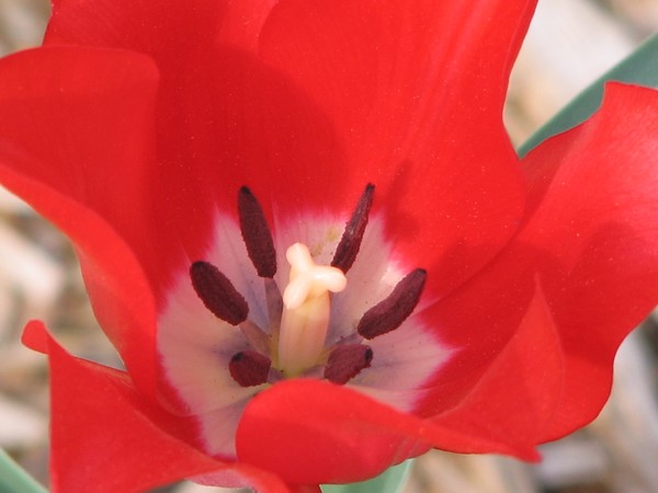 Tulip Red