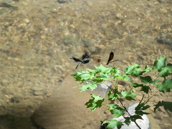Flirting Dragonflies