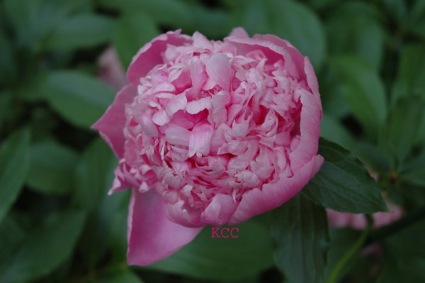 Peony 3