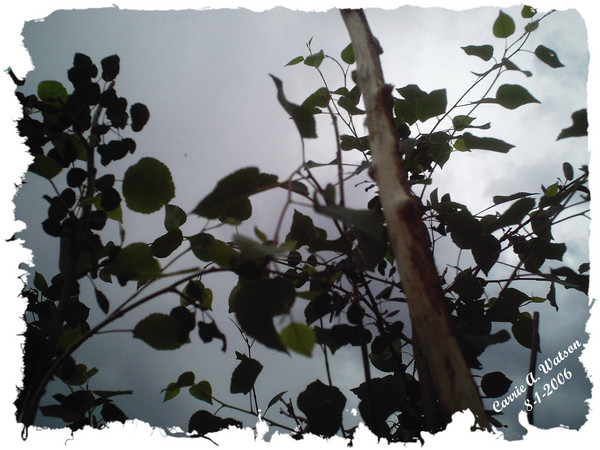Always Look Up