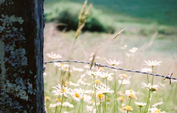 Barbwire