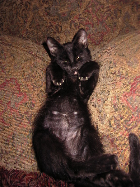 Buster Bill