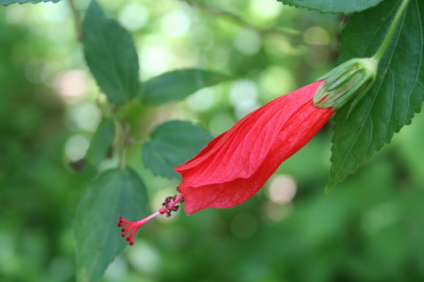 jungle beauty