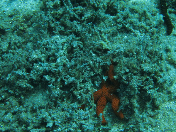 starfish