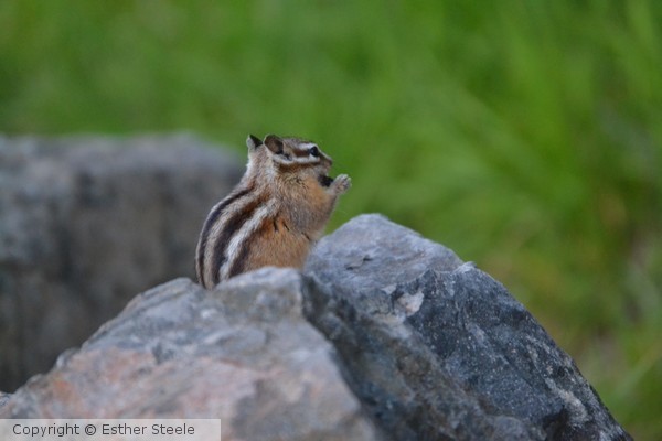 Chipmunk