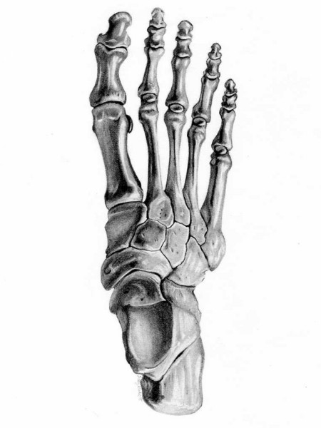 Foot Bones