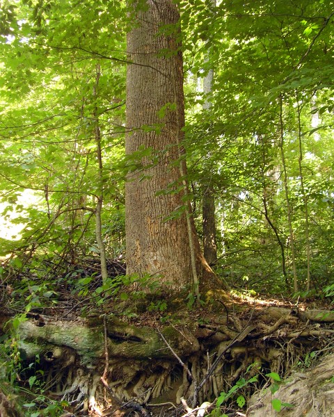Speaking Roots