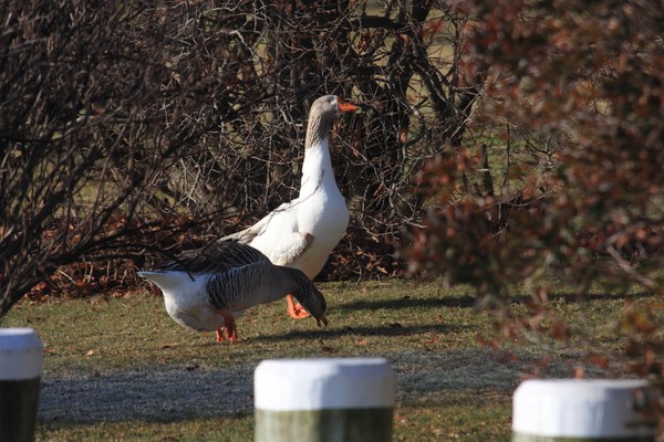 Goose